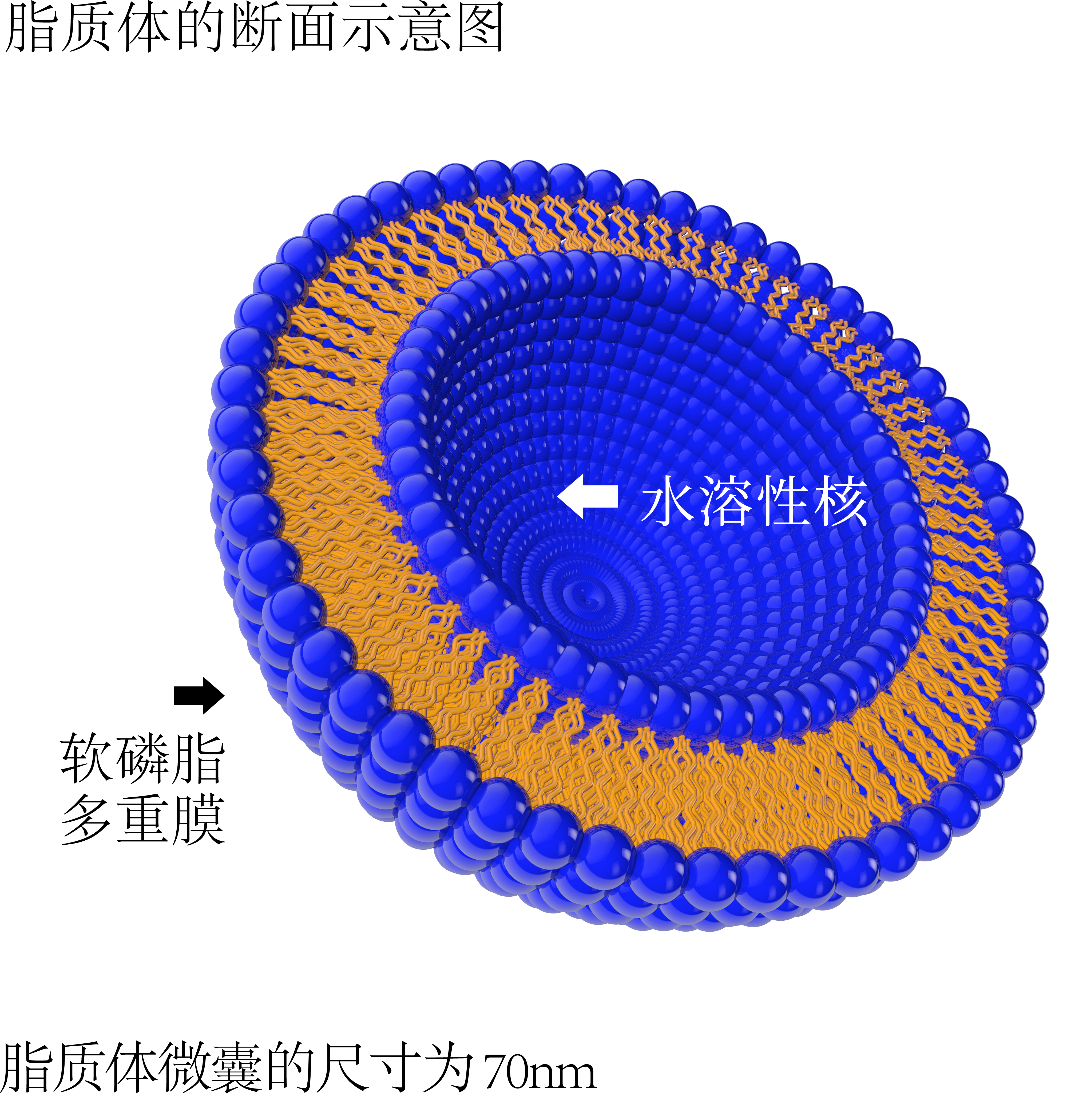 liposome
