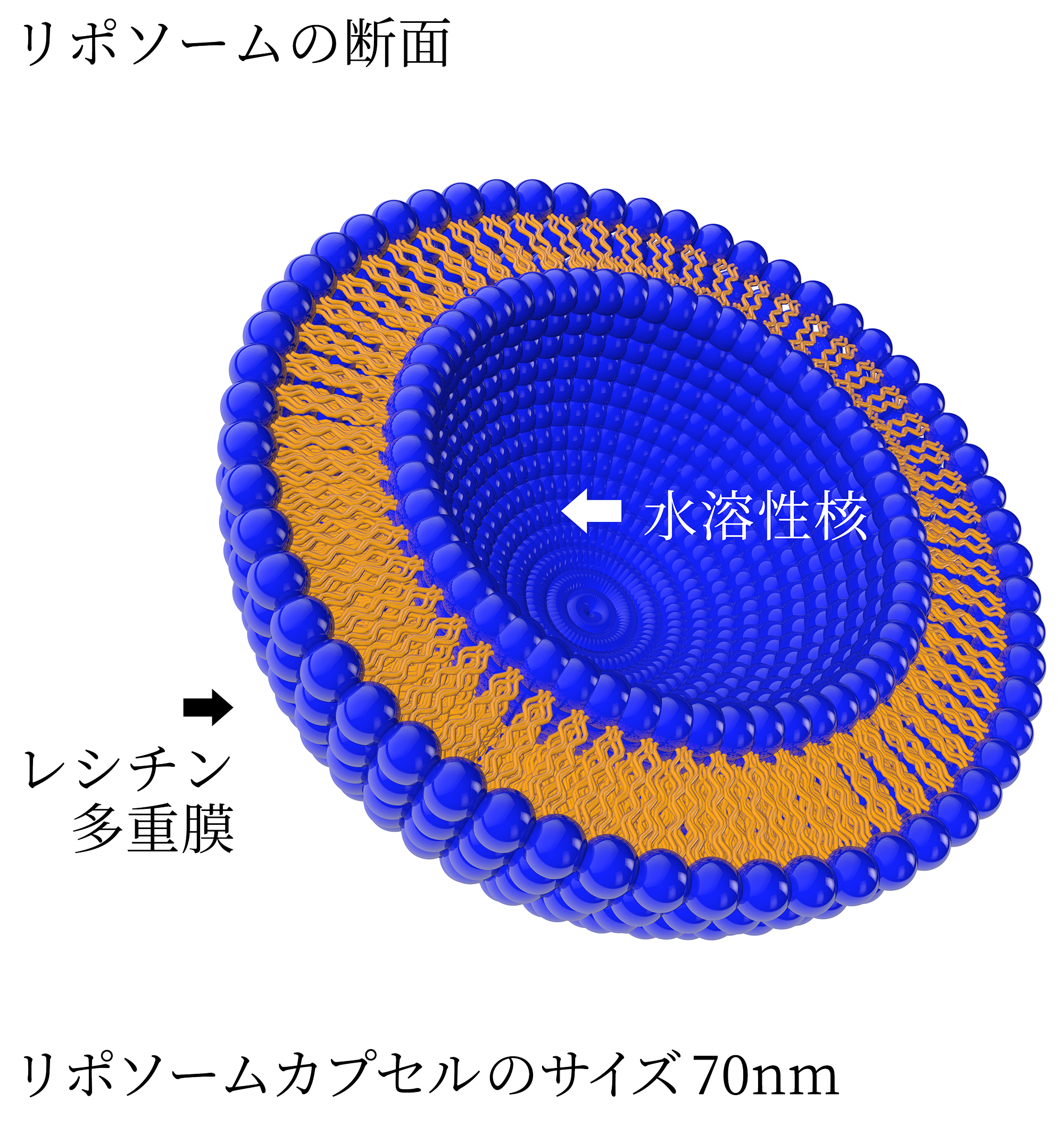 liposome